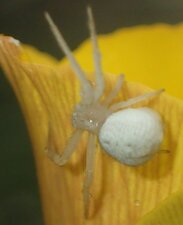 Thomisidae(Fa) sp001 flower